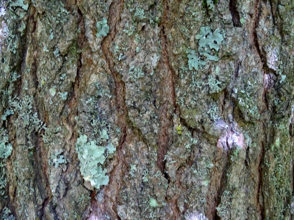 Ecorce du Liquidambar ou Copalme d'Amérique, Liquidambar s… 