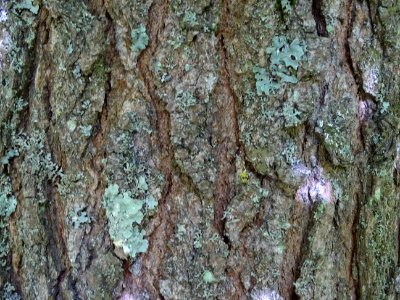 Ecorce du Liquidambar ou Copalme d'Amérique, Liquidambar s… 