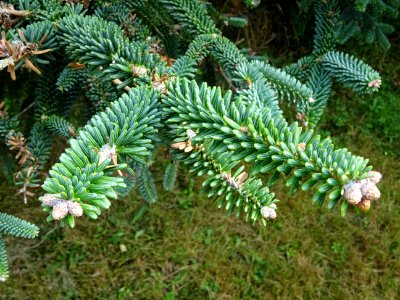 Sapin de Numidie ou Sapin d'Algérie, Abies numidica, Pinac… 