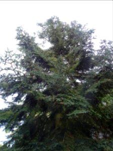 Sapin de Numidie ou Sapin d'Algérie, Abies numidica, Pinac… 