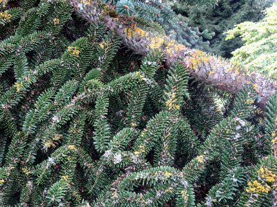 Sapin de Numidie ou Sapin d'Algérie, Abies numidica, Pinac… 