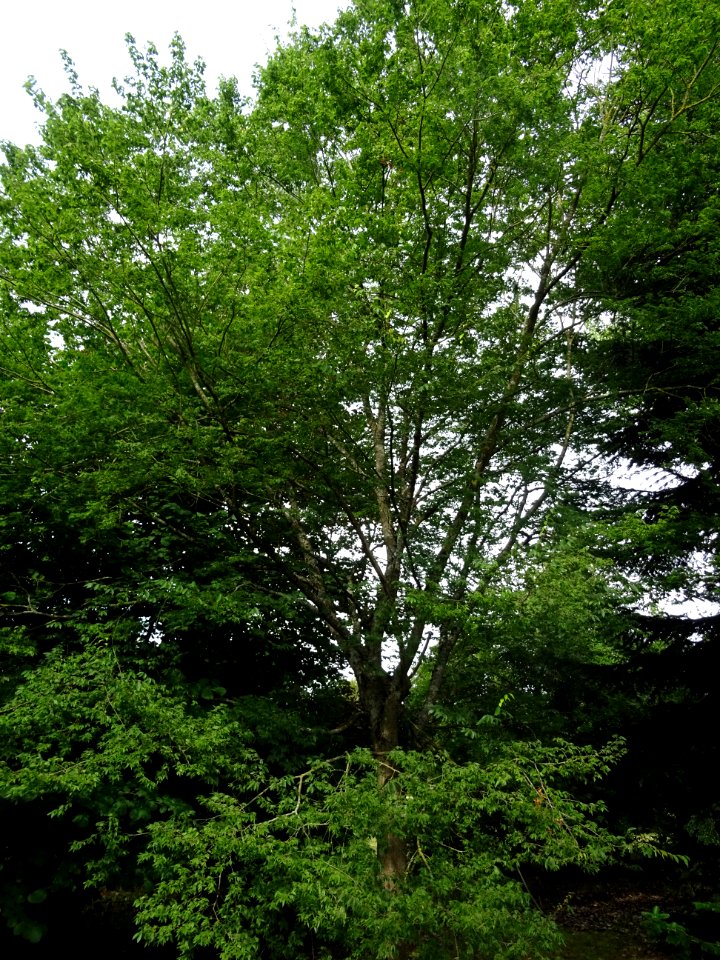Zelkova du Japon ou Orme du Japon, Zelkova serrata, Ulmacé… 