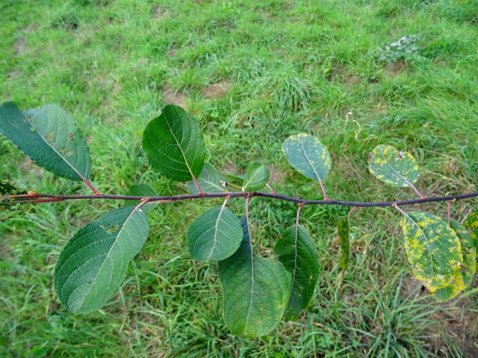 Helwingia du Japon, Helwingia japonica, Helwingiacées, Arb… 