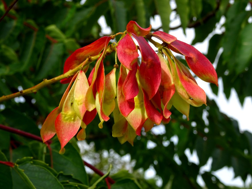 Ailante glanduleux, Ailanthus glandulosa, Simaroubacées, A… 