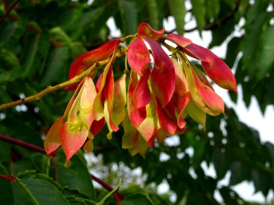 Ailante glanduleux, Ailanthus glandulosa, Simaroubacées, A… 