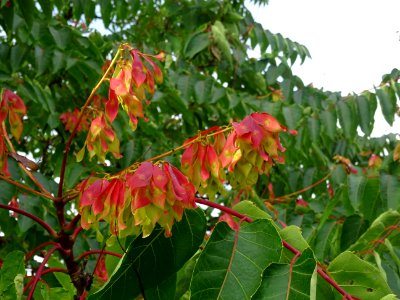 Ailante glanduleux, Ailanthus glandulosa, Simaroubacées, A… 