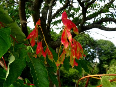 Ailante glanduleux, Ailanthus glandulosa, Simaroubacées, A… 