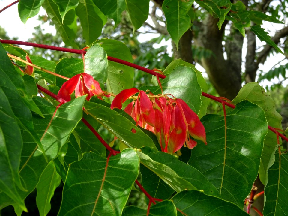 Ailante glanduleux, Ailanthus glandulosa, Simaroubacées, A… 