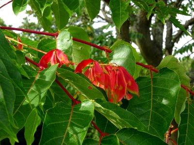 Ailante glanduleux, Ailanthus glandulosa, Simaroubacées, A… 