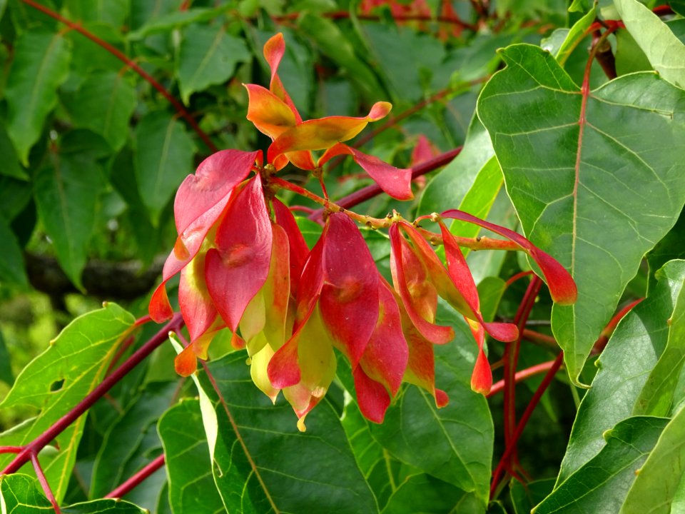 Ailante glanduleux, Ailanthus glandulosa, Simaroubacées, A… 