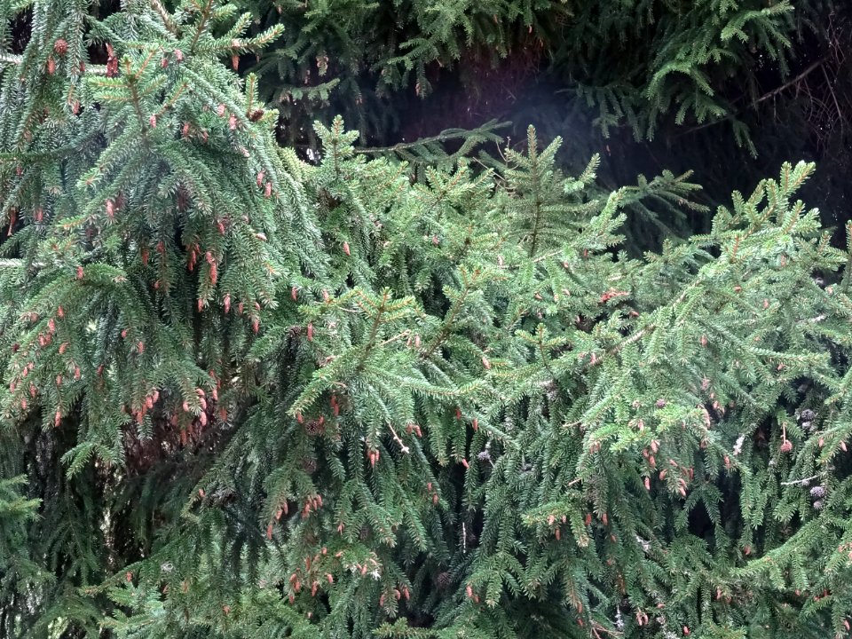 Epicéa d'Orient ou Sapinette du Caucase, Picea orientalis,… 