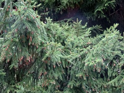 Epicéa d'Orient ou Sapinette du Caucase, Picea orientalis,… 