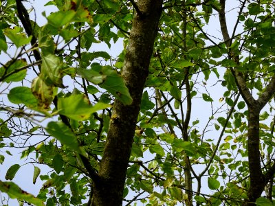 Murier blanc, Morus alba, Moracées, Arboretum de Chèvrelou… 