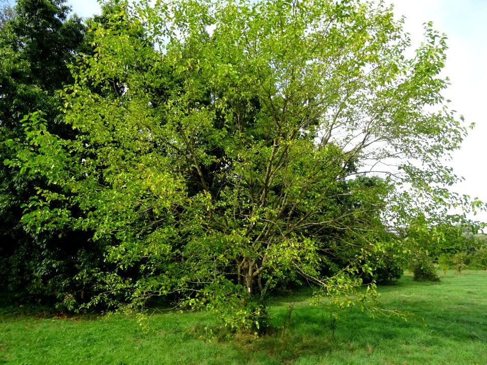 Murier blanc, Morus alba, Moracées, Arboretum de Chèvrelou… 