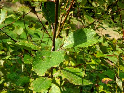 Helwingia du Japon, Helwingia japonica, Helwingiacées, Arb… 