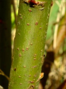 Ecorce jeune d'un Helwingia du Japon, Helwingia japonica, … 