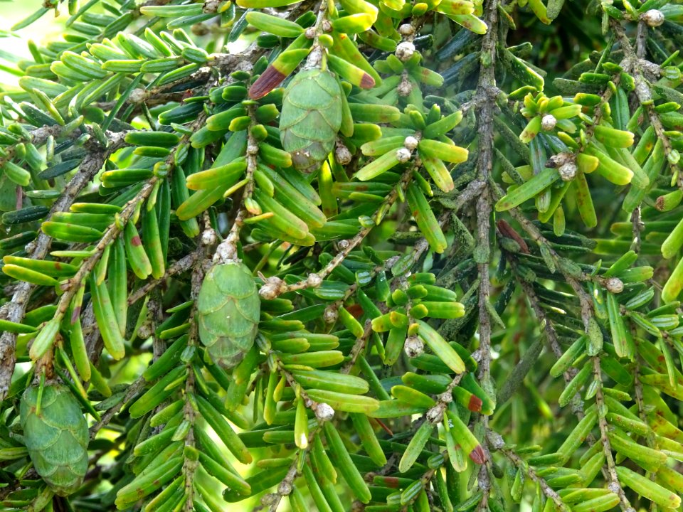 Cônes verts du Pruche de Chine, Tsuga chinensis, Pinacées,… 