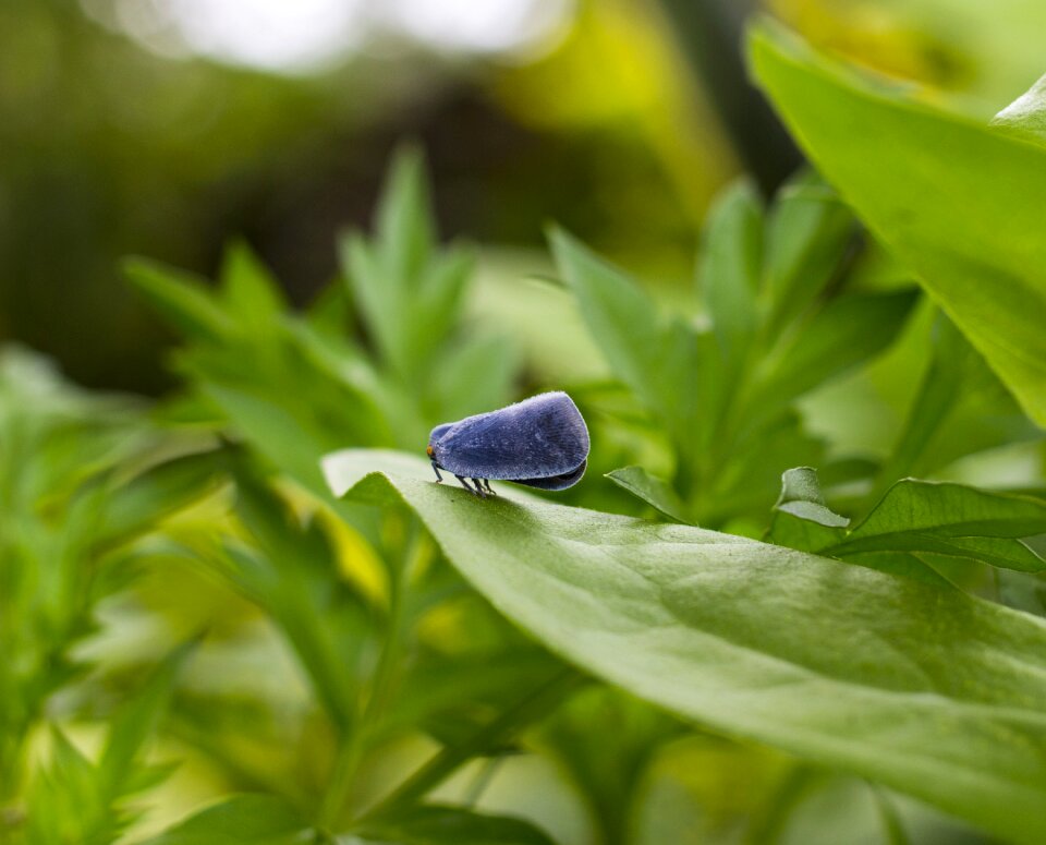 Macro grasshopper garden