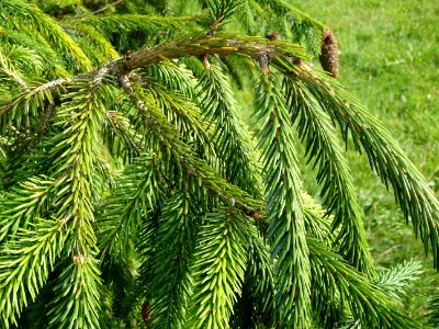 Epicéa de Chine ou Epicéa de Sargent, Picea brachytyla, Pi… 