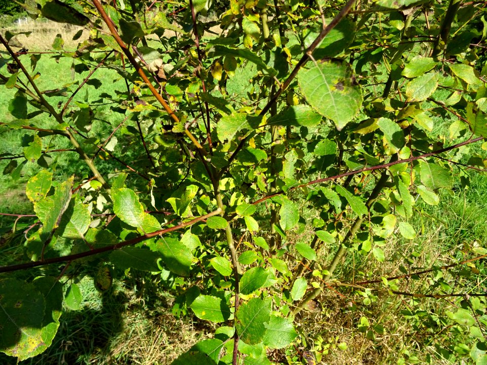 Helwingia du Japon, Helwingia japonica, Helwingiacées, Arb… 