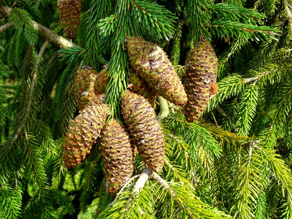 Cônes de l' Epicéa de Chine ou Epicéa de Sargent, Picea br… 