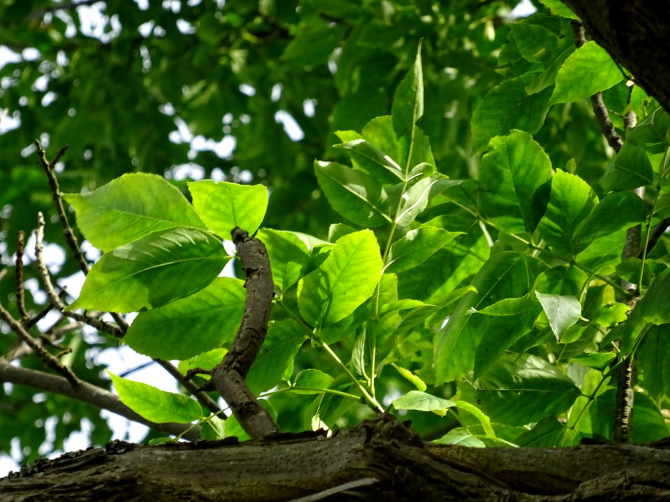 Frêne rouge de Pennsylvanie, Fraxinus pennsylvanica, Oléac… 