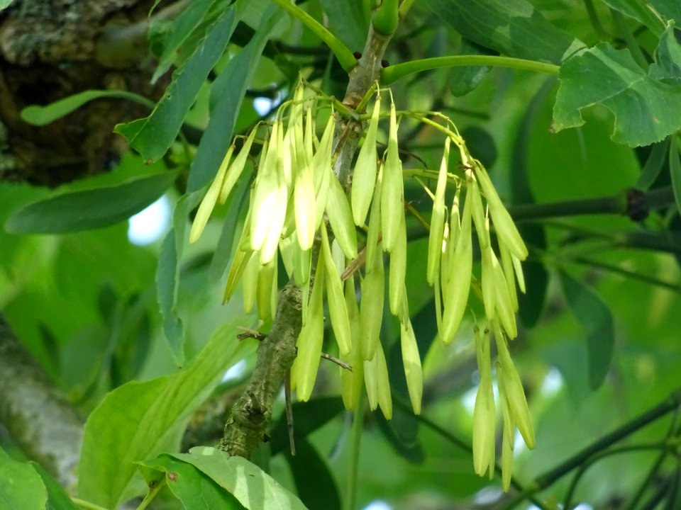 Frêne rouge de Pennsylvanie, Fraxinus pennsylvanica, Oléac… 