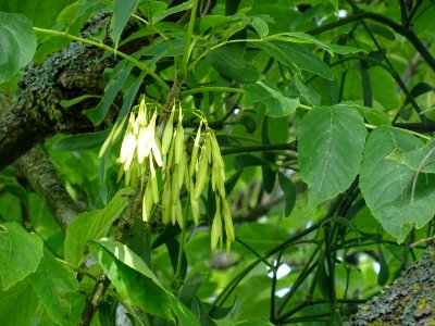 Frêne rouge de Pennsylvanie, Fraxinus pennsylvanica, Oléac… 