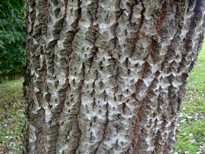 Ecorce du Peuplier blanc, Populus alba, Salicacées, Arbore… 