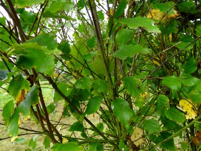 Bouleau pubescent, Betula pubescens, Betulacées, Arboretum… 