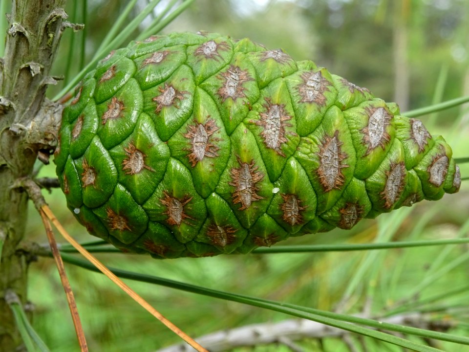 Cône femelle vert du Pin de Calabre, Pinus brutia var. pit… 