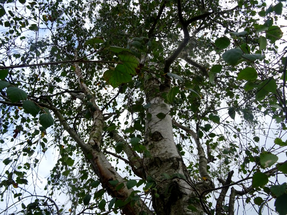 Bouleau pubescent, Betula pubescens, Betulacées, Arboretum… 