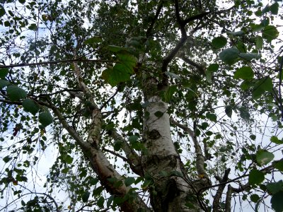 Bouleau pubescent, Betula pubescens, Betulacées, Arboretum… 