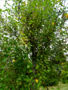 Bouleau pubescent, Betula pubescens, Betulacées, Arboretum… 