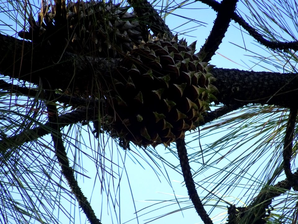 Pin à gros cônes, Pinus coulteri, Pinacées, Arboretum de C… 