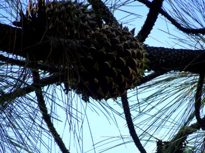 Pin à gros cônes, Pinus coulteri, Pinacées, Arboretum de C… 