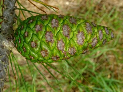 Cône femelle vert du Pin de Calabre, Pinus brutia var. pit… 