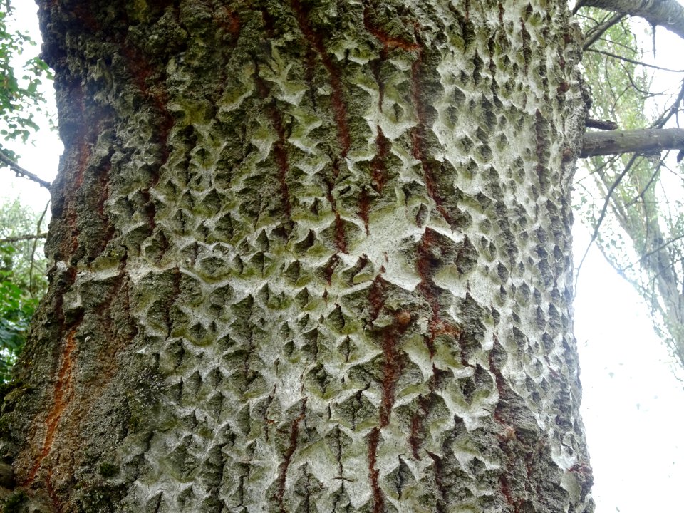 Ecorce du Peuplier blanc, Populus alba, Salicacées, Arbore… 