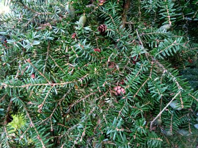 Tsuga de Siebold, Tsuga sieboldii, Pinacées, Arboretum de … 