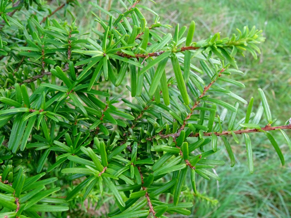 Tsuga de Siebold, Tsuga sieboldii, Pinacées, Arboretum de … 