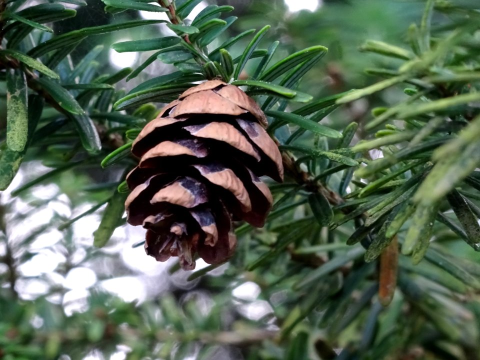 Tsuga de Siebold, Tsuga sieboldii, Pinacées, Arboretum de … 