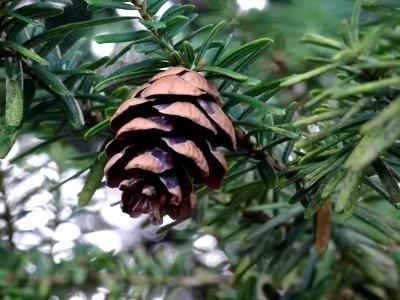 Tsuga de Siebold, Tsuga sieboldii, Pinacées, Arboretum de … 