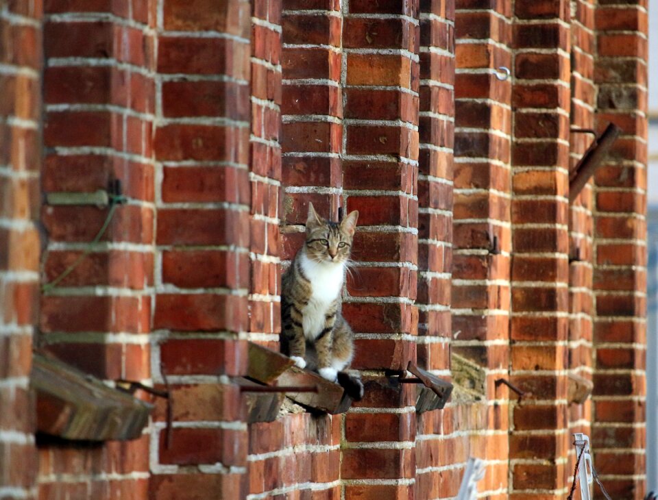 Mackerel brick tiger cat