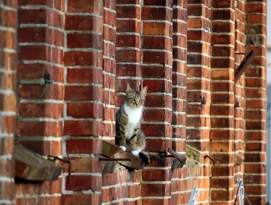 Mackerel brick tiger cat