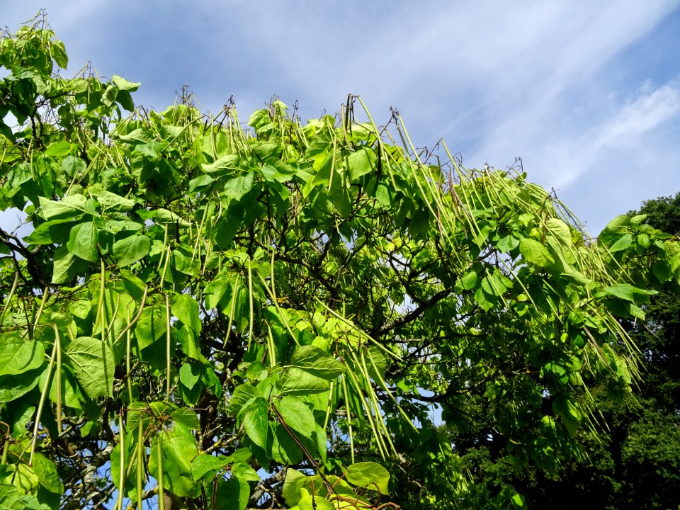 Catalpa boule, Catalpa bungei, Bignogniacées, Arboretum de… 
