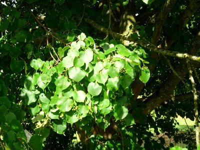 Tilleul de Chine, Tilia chinensis, Tiliacées, Arboretum de… 