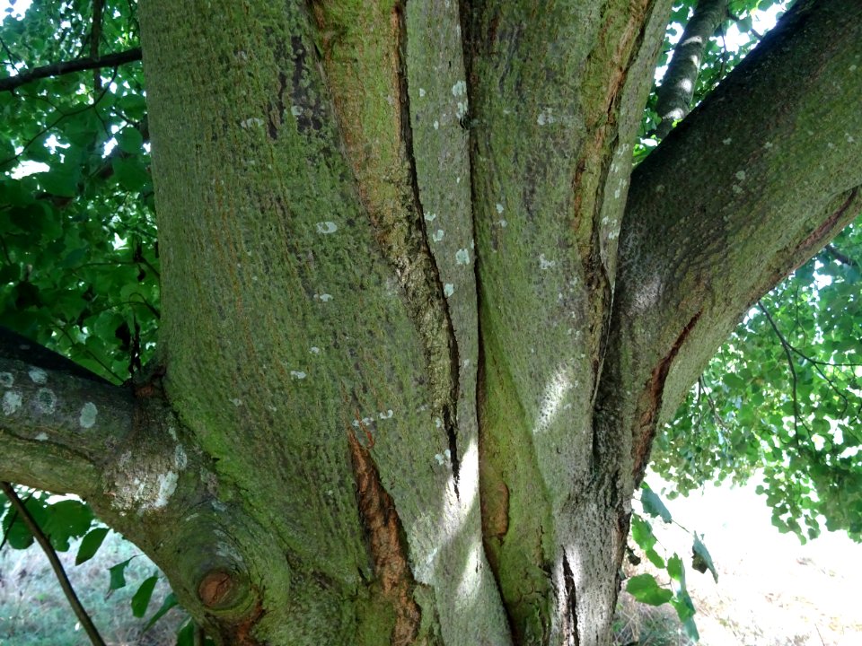 Ecorce du Tilleul de Chine, Tilia chinensis, Tiliacées, Ar… 