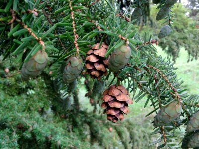 Tsuga de Siebold, Tsuga sieboldii, Pinacées, Arboretum de … 