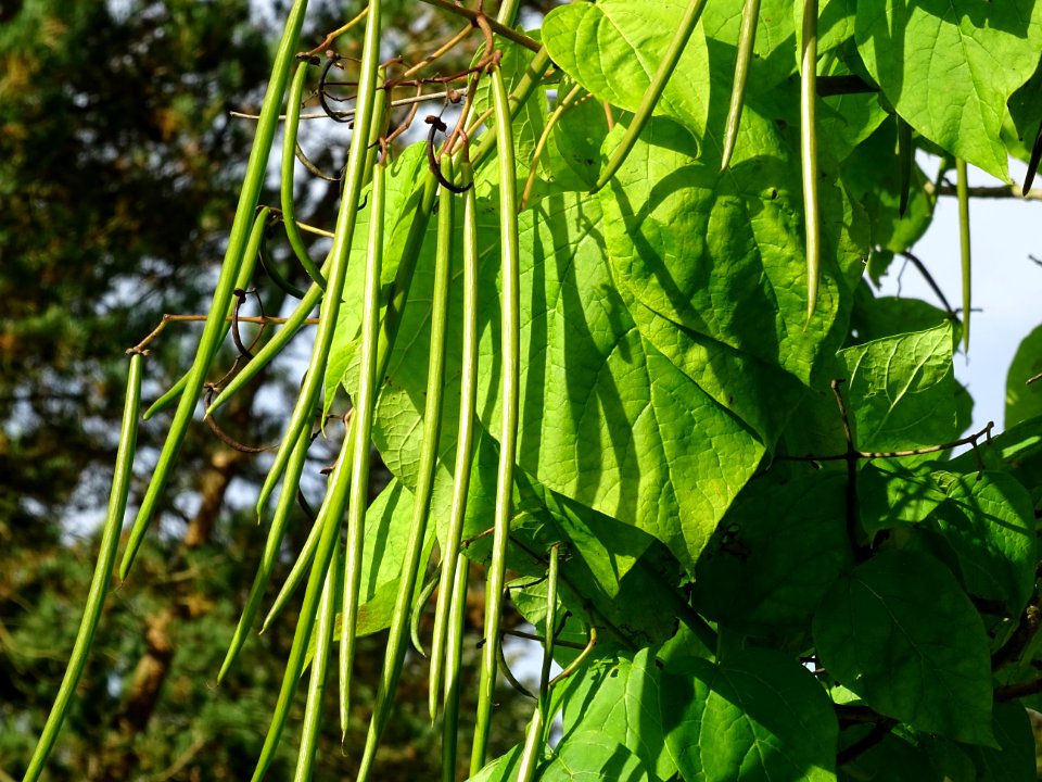 Catalpa boule, Catalpa bungei, Bignogniacées, Arboretum de… 