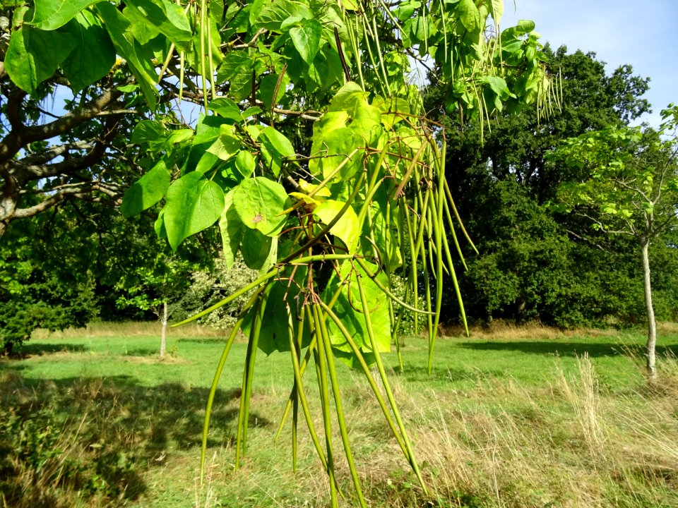 Catalpa boule, Catalpa bungei, Bignogniacées, Arboretum de… 